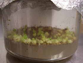 Todo orquideas - All orchids Cultivo in vitro: ARMARIO DE CULTIVO II